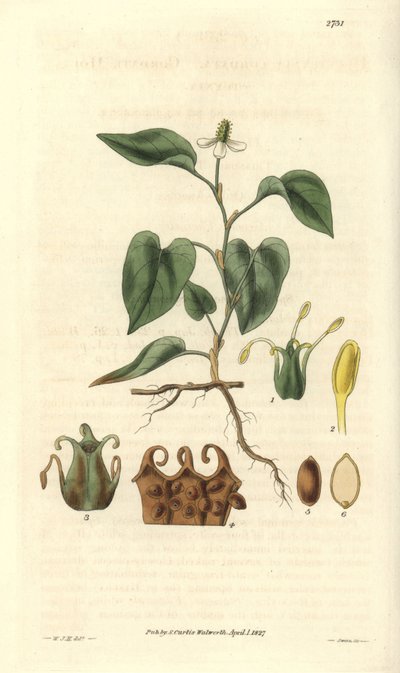 Houttuynia har vita blommor, med detaljer om frukter, pistill och etaminer. Varieteten är infödd i Asien. Illustration av Wiliam Jackson Hooker (1785-1865), brittisk botaniker och författare, professor vid University of Glasgow (Skottland) och redaktör för av Unbekannter Künstler