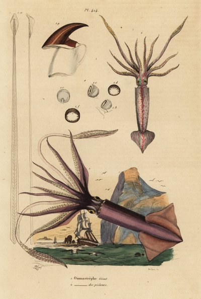 Humboldt bläckfisk, Dosidicus jätte 1, och europeisk flygande bläckfisk, Todarodes sagittatus 2. Ommastrephe geant, Ommastrephe des pecheurs av Unbekannt