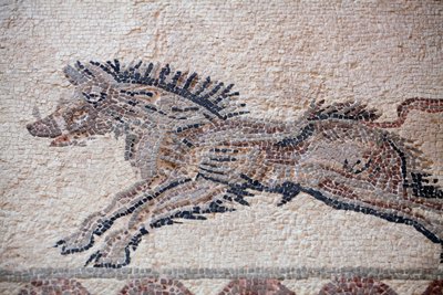 Jaktscen: Ett vildsvin - Paphos mosaiker, Dionysos hus - Slutet av 2000-talet e.Kr. - Cypern - Jaktscen: Vildsvin i rörelse - Mosaiker från Paphos, Dionysos hus - Slutet av 200-talet e.Kr. - UNESCO-plats, Cypern av William M. Timlin