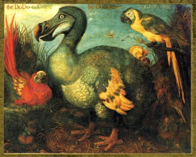Illustration/Raphus cucullatus/Dodo av Mauritius/Dronte av Unbekannt