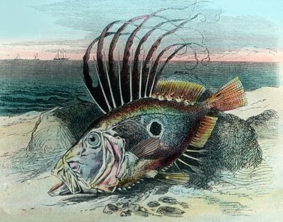 Illustration av en John dory fisk (Zeus faber) av Unbekannter Künstler