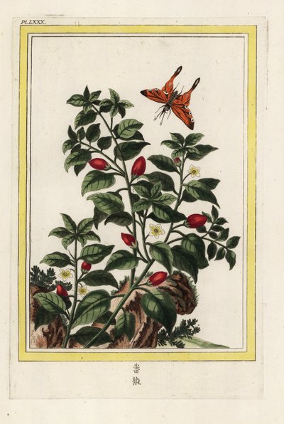 Indisk peppar. Peppar, Capsicum annuum. Handkolorerad etsning från Pierre Joseph Buchoz "Dyrbar och upplyst samling av de vackraste och märkligaste blommor, odlade både i Kinas trädgårdar och i Europas trädgårdar, Paris av Unbekannter Künstler