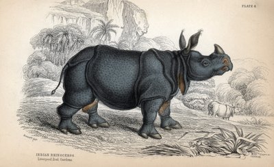 Indisk noshörning (Rhinoceros unicornis eller indicus), utrotningshotad art. Kopparstick av William Lizars, baserat på en teckning av James Stewart, publicerat i Naturalist Library: mammals, pachyderms and quadrupedes with fine skin, redigerat av W. H. Liz av Unbekannter Künstler