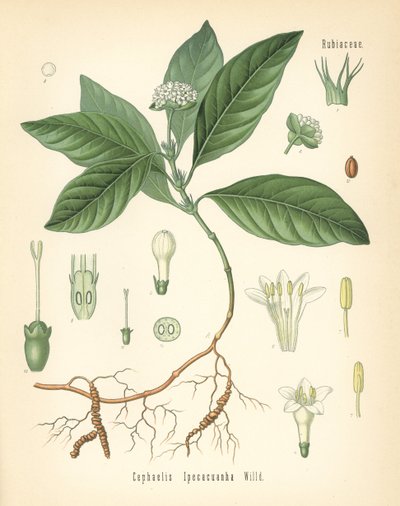 Ipecacuanha, Carapichea ipecacuanha (Cephaelis ipecacuanha). Kromolitografi efter en botanisk illustration från Hermann Adolph Koehler