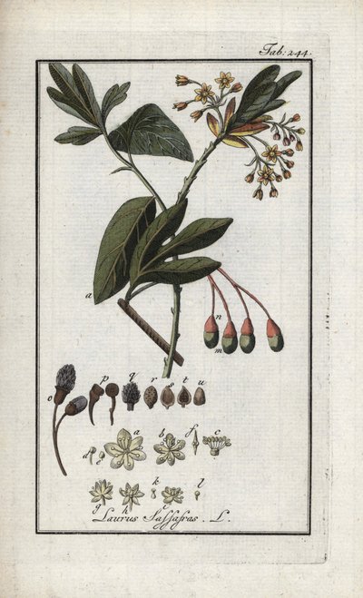 Irokesisk lagerhägg (Sassafras albidum). Litografi från "Afbeelding der Artseny-Gewassen" av Johannes Zorn (1739-1799), Nederländerna av Unbekannter Künstler