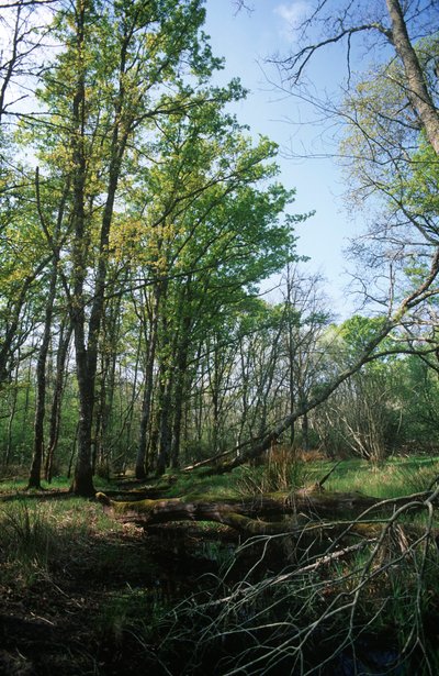 Italien, regionen Latium, Circeo nationalpark, damm vid biosfärreservat av William M. Timlin