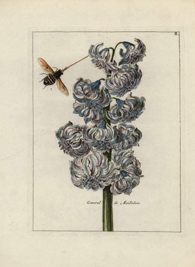Jacint (eller hyacint), variete general av Maillebois, med ett bi - Litografi tillskriven Paul Theodor van Brussel (1754-1795), författare till omslagsbuketten, eller A.Bres., påverkad av Nicolas Robert (1614-1685), publicerad i "Nederlandsch Bloemwerk" (D av Unbekannter Künstler