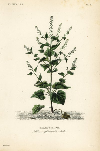 Jack-by-the-hedge eller vitlökssenap, Alliaria petiolata, Alliaria officinalis, Alliaire officinale av Unbekannt
