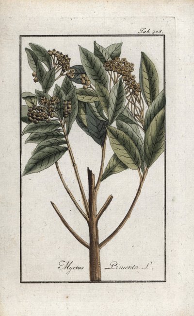 Jamaicansk peppar eller four spice eller girofleepeppar (Pimenta dioica). Litografi från "Afbeelding der Artseny-Gewassen" av Johannes Zorn (1739-1799), Nederländerna av Unbekannter Künstler