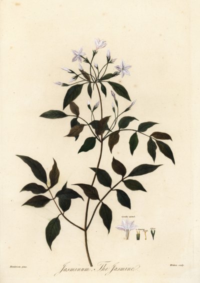 Jasmine, Jasminum officinale. 1805 (gravyr) av Unbekannter Künstler