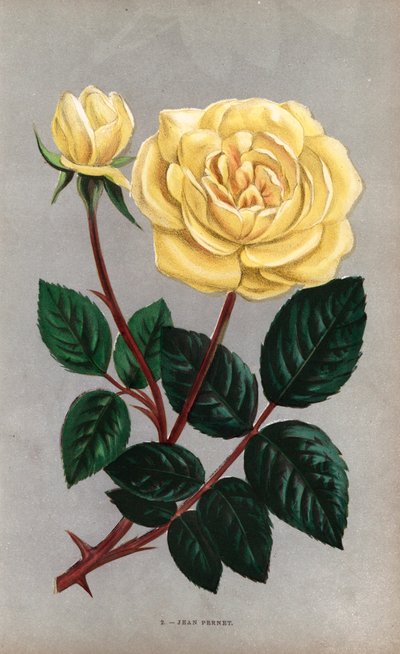 Jean Pernet-ros, gul variant av te-ros som odlades av Monsieur Pernet i Lyon 1867. Kromolitografi ritad och litograferad efter naturen av F. Grobon från Hippolyte Jamain och Eugene Forney