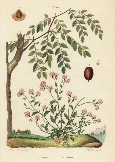 Jujube eller kinesisk dadel, Ziziphus jujuba 1, och Virginia stock, Malcolmia maritima 2 av Unbekannt