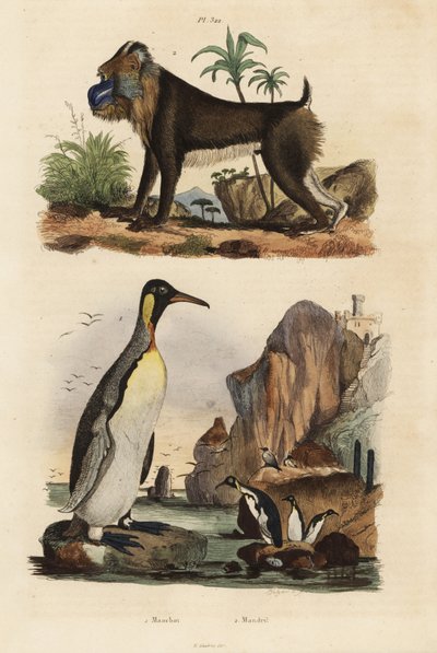 Kungspingvin, Aptenodytes patagonicus 1, och mandrill, Mandrillus sfinx, sårbar, 2 av Unbekannt