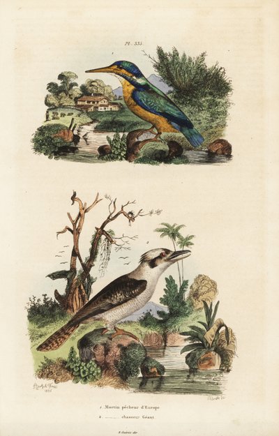 Kingfisher, Alcedo atthis och skrattande kookaburra, Dacelo novaeguineae av Unbekannt
