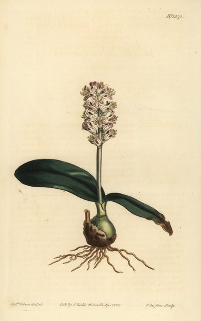 Lachenalia pallida (glansbladiga lachenalia, Lachenalia lucida) av Unbekannt
