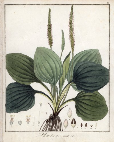 Stor groblad eller groblad major (eller fågelgroblad) - Litografi av F. Guimpel, utdrag ur medicinsk botanik av Friedrich Gottlob Haynes (1763-1832), Berlin av Unbekannter Künstler