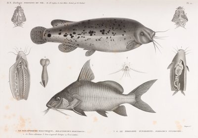 The Electric Malapterure & The Synodont Pimelode av Unbekannt