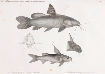 Le Pimelode Karafche & Le Pimelode Aboureal av Unbekannt