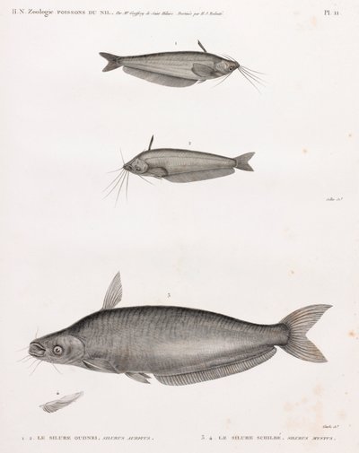 Oudney Catfish och Schilbe Catfish av Unbekannt