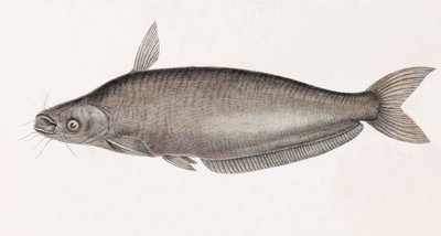 Schilbe havskatt av Unbekannt