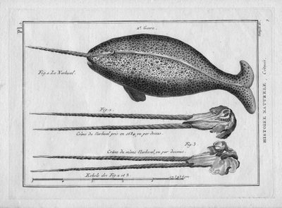 Le narvalin "Målning Encyclopedique et Methodique des trois Regnes de la Nature" av Pierre Joseph Bonnaterre (1762-1804), Paris 1784. av Unbekannter Künstler