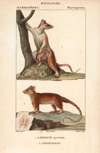 Le sarigue ou opossum et le cayopollin - Eau forte av Jean Gabriel Pretre (1780-1845), graverad av Carnonkel, för Dictionary of Natural Sciences: Mammals av Frederic Cuvier, redigerad av Pierre Jean Francois Turpin (1775-1840), utgiven av F.G.Levrault, av Unbekannter Künstler