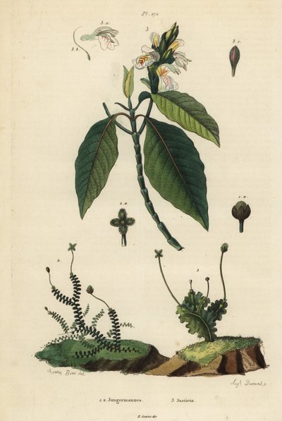 Bladiga levermossar, Jungermannia epiphylla 1 och Jungermannia asplenoides 2, och Malabarnöt eller sötma, Justice tillagd 3. Jungermannes, Justice av Unbekannt