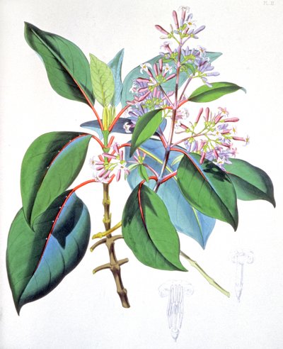 Blad och blommor från kininträdet, ca 1850 (gravyr) av Unbekannter Künstler