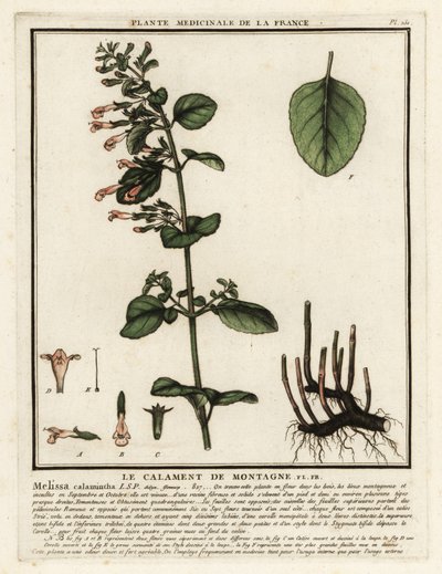 Mindre kalamin, Clinopodium nepeta. av Unbekannter Künstler