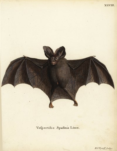 Mindre falsk vampyrfladdermus, Megaderma spasma. Vespertilio spasma Linn. Handkolorerat kopparstick av Hermann Jakob Tyroff från Johann Christian Daniel Schrebers Animal Illustrations after Nature, eller Schrebers Fantastic Animals, Erlangen, Tyskland av Unbekannter Künstler