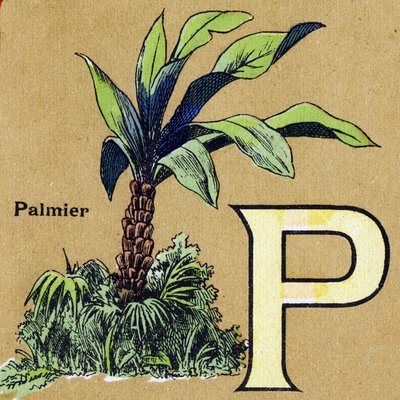 Bokstaven P som palm. Illustrerat alfabet. Bilder återförenades i Jarville-Nancy, början av 1900-talet. Mått: 40 x 29 cm. Litografi på en bistre bakgrund av Unbekannt