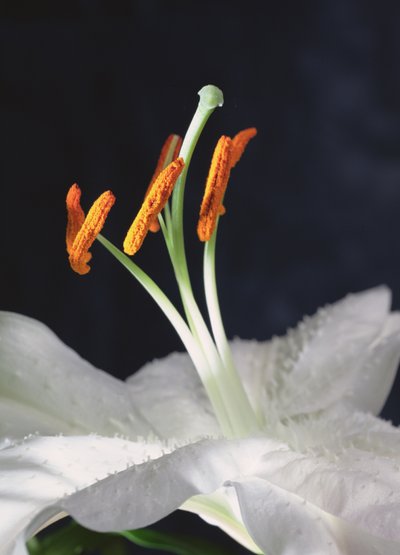 Lily Stamens, 2001 (foto) av Unbekannter Künstler
