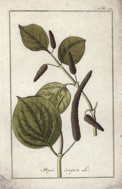 Lång pepparskål (Piper longum). Litografi från "Afbeelding der Artseny-Gewassen" av Johannes Zorn (1739-1799), Nederländerna av Unbekannter Künstler