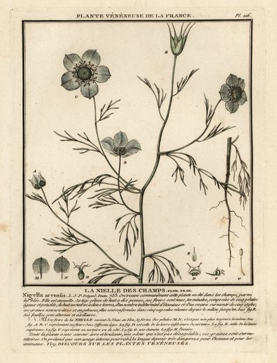 Kärlek-i-dimma. Nigella arvensis. av Unbekannter Künstler