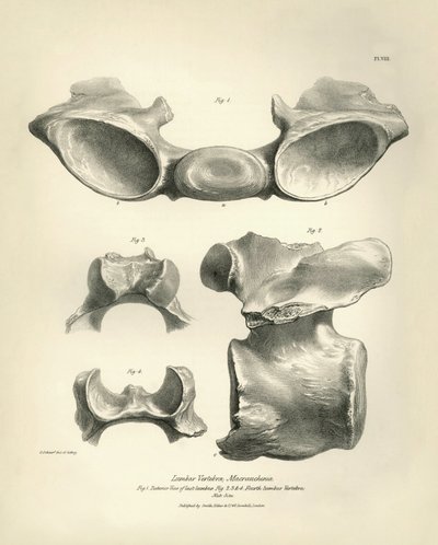 Ländkota från Macrauchenia, ett förhistoriskt djur som hittades av Charles Darwin under hans upptäcktsresa ombord på Beagle. The Zoology of the voyage of H.M.S. Beagle under befäl av kapten Fitzroy under åren 1832 till 1836, redigerad och översatt av av Unbekannter Künstler