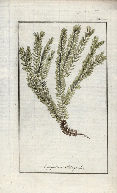 Lycopod i klubbor eller officinell lycopod (Lycopodium clavatum). Litografi från "Afbeelding der Artseny-Gewassen" av Johannes Zorn (1739-1799), Nederländerna av Unbekannter Künstler