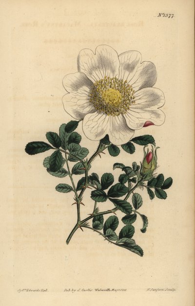 Macartneys ros, Rosa bracteata av Unbekannt