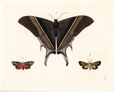 Macleans svärdmal, Lyssa macleayi 1, cinnobermal, Callimorpha phyllira 2, och Nais tigermal, Apantesis nais 3. Handkolorerad litografi från John O. Westwoods nya utgåva av Dru Drurys "Illustrations of Exotic Entomology", Bohn, London av Unbekannter Künstler