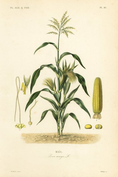 Majs eller majs, Zea mays, Mais av Unbekannt