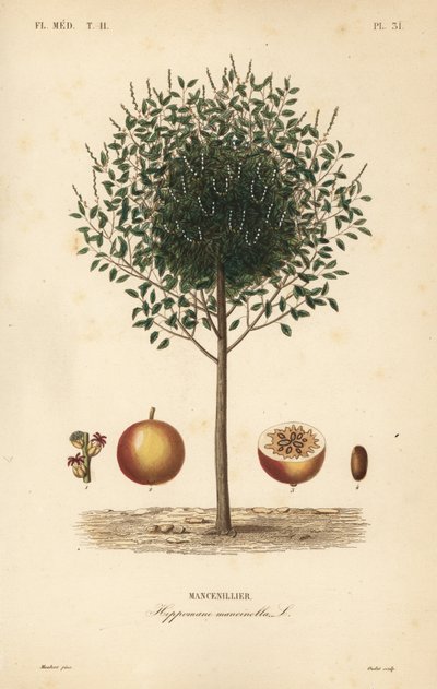 Manchionel ora Manchionel tree, Hippomane sötvatten, Mansunillir av Unbekannt