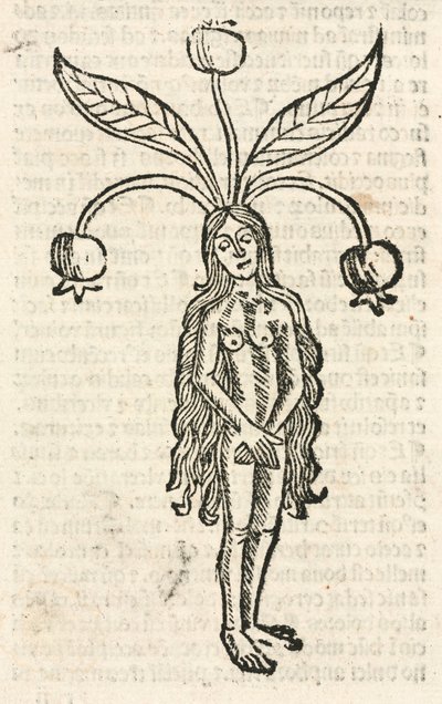Mandrake (kvinnlig form) av Unbekannt