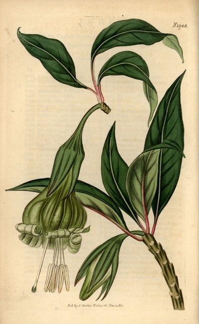 Markea viridiflora (Solandra viridiflora). Handkolorerat kopparstick från Samuel Curtis