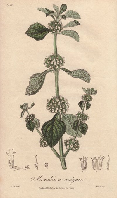 Marrubium vulgare (Marrubium vulgare) - Starkt vatten av William Clarke för att illustrera "Medical Botanical, Description of the Medicinal Plants of London, Edinburgh and Dublin" av John Stephenson och James Morss Churchill, publicerad i London av John Ch av Unbekannter Künstler