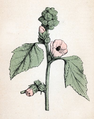 Marshmallow officinale (Althaea officinalis) (Vit malva) (marshmallow, marsh mallow) Botanisk plansch från "Atlas colorie des plantes medicinales" av Paul Hariot av Unbekannter Künstler