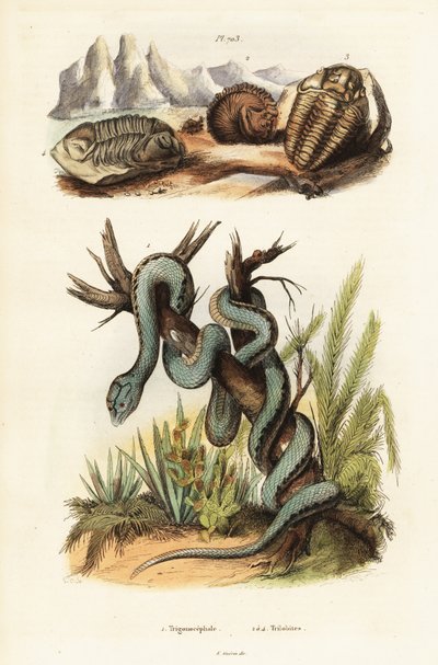 Martinikansk huggorm och utdöda trilobiter. av Unbekannter Künstler