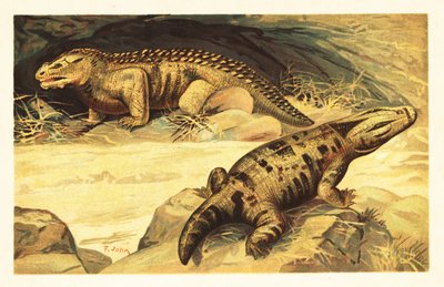 Mastodonsaurus och Pareiasaurus.1908 (litografi) av Unbekannter Künstler