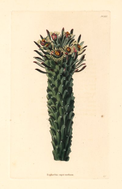 Medusas huvud, Euphorbia caput-medusae. Handkolorerat kopparstick av George Cooke från Conrad Loddiges botaniska kabinett, Hackney av Unbekannter Künstler