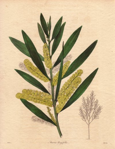 Mimosas larv (Acacia longifolia), buske med ihållande bladverk, upp till 3 till 6 meter hög, med blomställning i långa, citrongula epis, mycket väldoftande. Växten kommer ursprungligen från Nya Holland (Australien) och introducerades i Storbritannien 1792. av Unbekannter Künstler