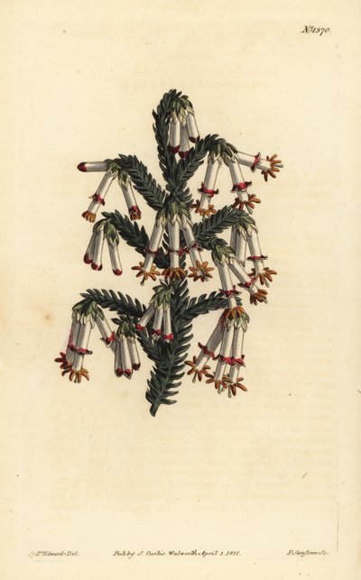 Monadelphous hed, Erica monadelpha av Unbekannt