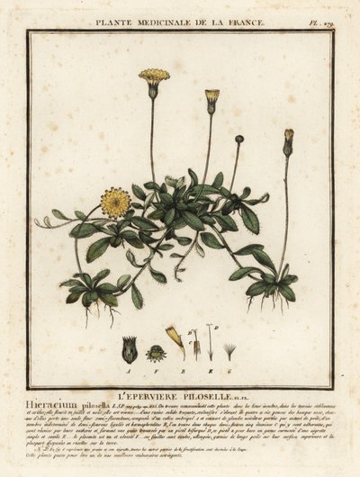 Musöra hökgräs, Pilosella officinarum. av Unbekannter Künstler